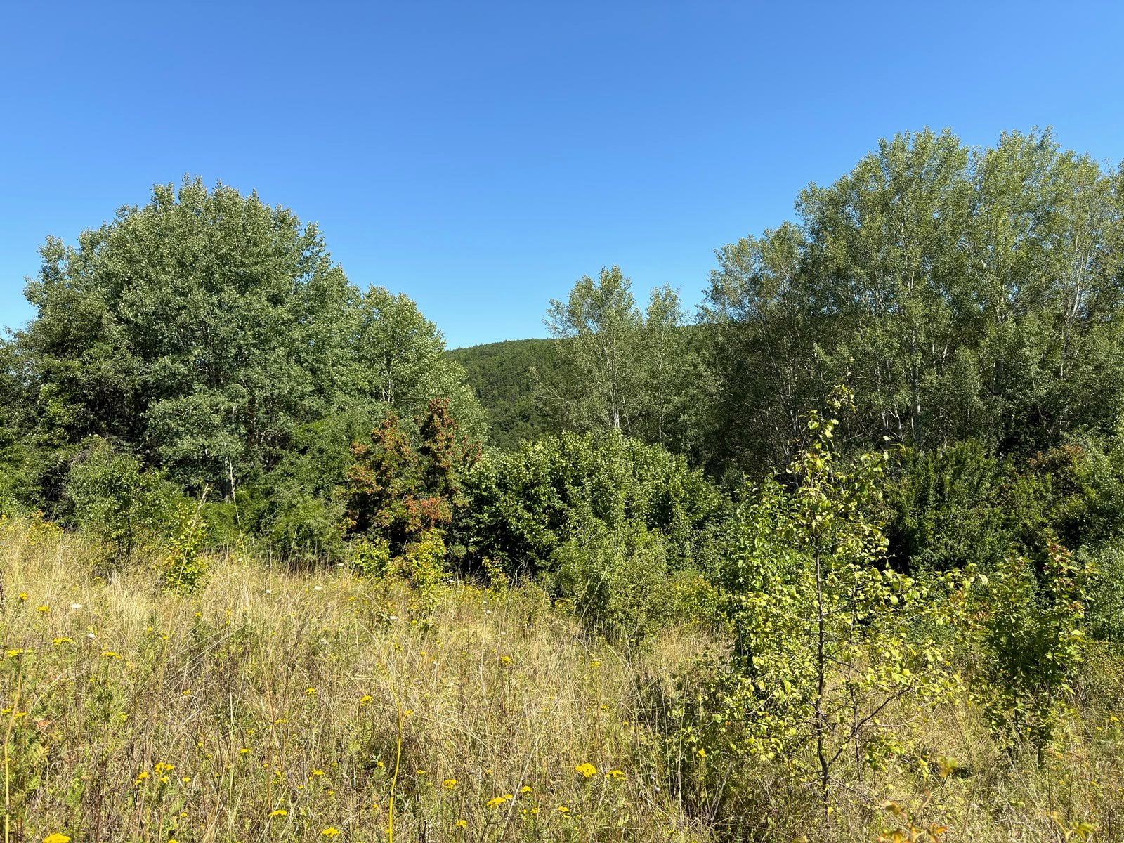 Open meadow and woodland at the Gollak Highlands estate